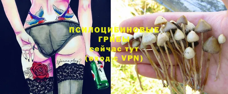 Псилоцибиновые грибы Magic Shrooms  наркошоп  Бузулук 